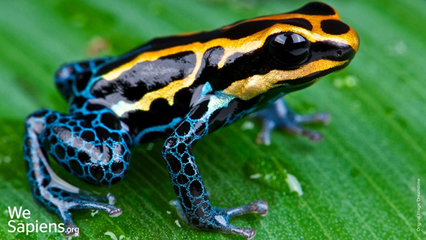 rana